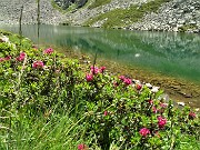 39 Rododendri rossi (Rhododendron ferrugineum) al Lago di Sopra